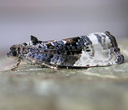 Adult &bull; Chorlton, Gtr. Manchester &bull; &copy; Ben Smart