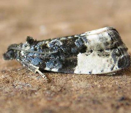 Adult &bull; Chorlton, Gtr. Manchester &bull; &copy; Ben Smart