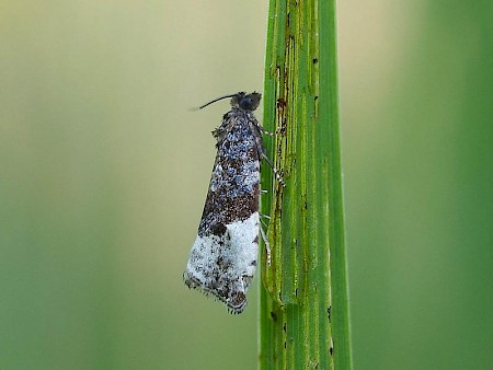 Plum Tortrix Hedya pruniana