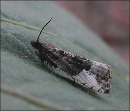 Plum Tortrix Hedya pruniana