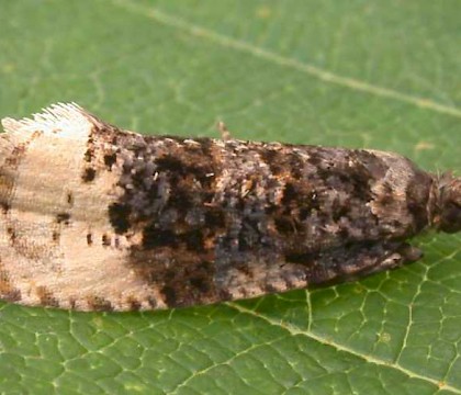 Adult &bull; North Norfolk &bull; &copy; Perry Hampson