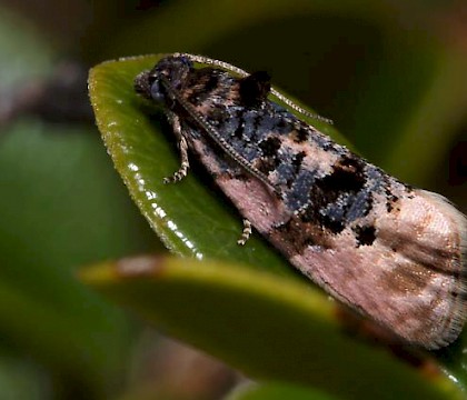 Adult &bull; The Deerpass, North Dalchork VC107 &bull; &copy; Duncan Williams