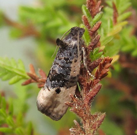 Hedya atropunctana