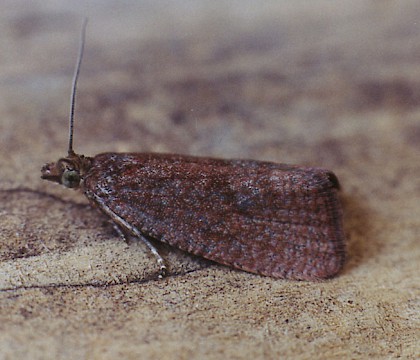 Adult &bull; Gait Barrows NNR, Lancashire &bull; &copy; Ian Kimber