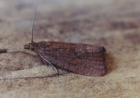 Celypha rufana