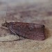 Adult • Gait Barrows NNR, Lancashire • © Ian Kimber