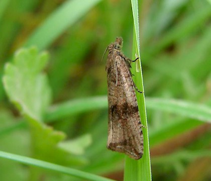 Adult &bull; Attenborough NR, Nottinghamshire &bull; &copy; Ingeborg M. M. van Leeuwen