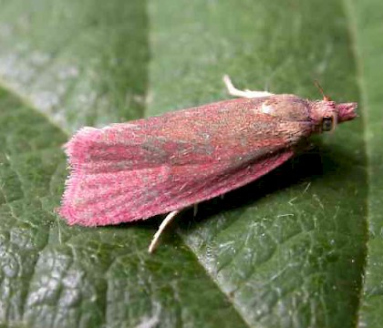 Adult &bull; Ringstead Downs, Norfolk &bull; &copy; Jon Clifton