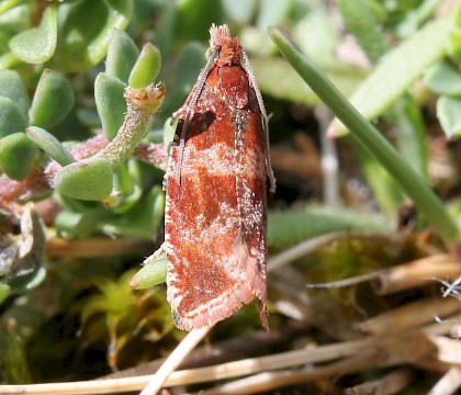 Adult &bull; Isle of Man &bull; &copy; Keren Wormwell