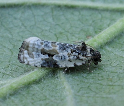 Adult &bull; &copy; M. Parsons/Butterfly Conservation