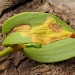 Larval mine • Mine on Viscum • © M. Parsons/Butterfly Conservation