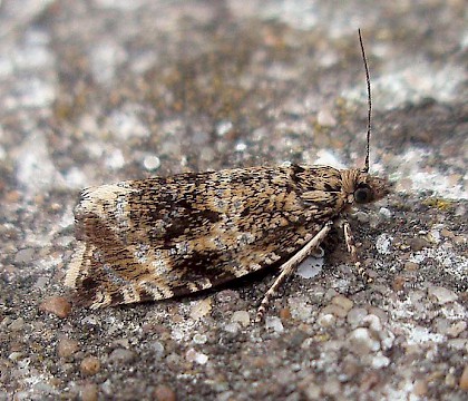 Adult &bull; Nantyffyllon, Maesteg, Glamorgan &bull; &copy; Paul Parsons