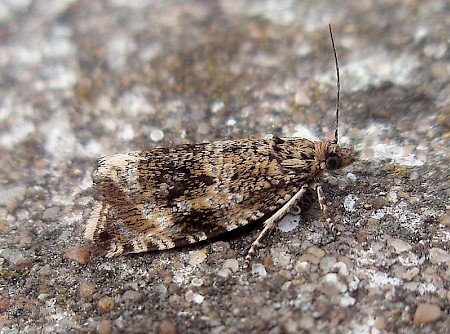 Celypha lacunana