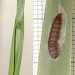 Pupating larva • June 1993. Pupating on grass. Derbyshire. Imago reared. • © Ian Smith