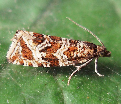 Adult &bull; Nantyffyllon, Maesteg, Glamorgan &bull; &copy; Paul Parsons