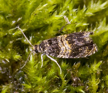 Adult &bull; Bodmin, Cornwall &bull; &copy; Phil Boggis