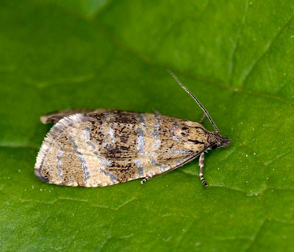 Adult &bull; Kvikne, Oppland, Norway &bull; &copy; Svein Bekkum