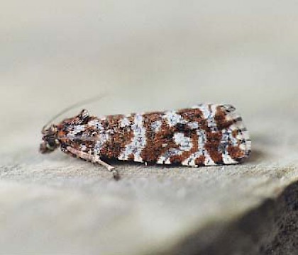 Adult &bull; Littleborough, Lancashire &bull; &copy; Ian Kimber