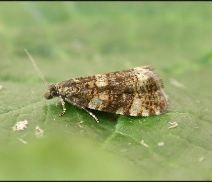 Adult &bull; Ripon Parks, N. Yorkshire &bull; &copy; Charles Fletcher
