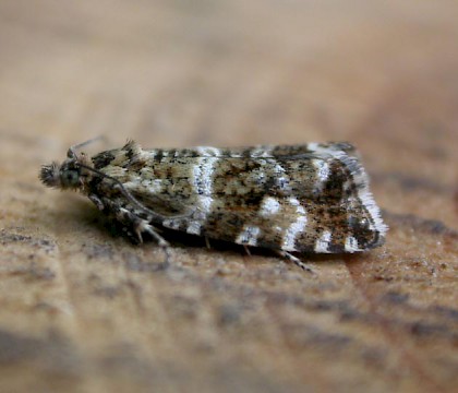 Adult &bull; Hellerup, Denmark &bull; &copy; Donald Hobern