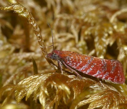 Adult &bull; Loch na Capulich, Sutherland. &bull; &copy; Duncan Williams