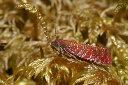 Argyroploce arbutella