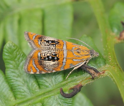 Adult &bull; North Wales &bull; &copy; Tristan Bantock