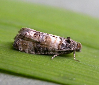 Adult &bull; Hampshire &bull; &copy; Rob Edmunds