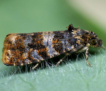 Adult &bull; Lodge Hill, Wyre Forest, Worcs. &bull; &copy; Oliver Wadsworth