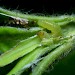 Larva • Lodge Hill, Wyre Forest, Worcs. On euphorbia. • © Oliver Wadsworth