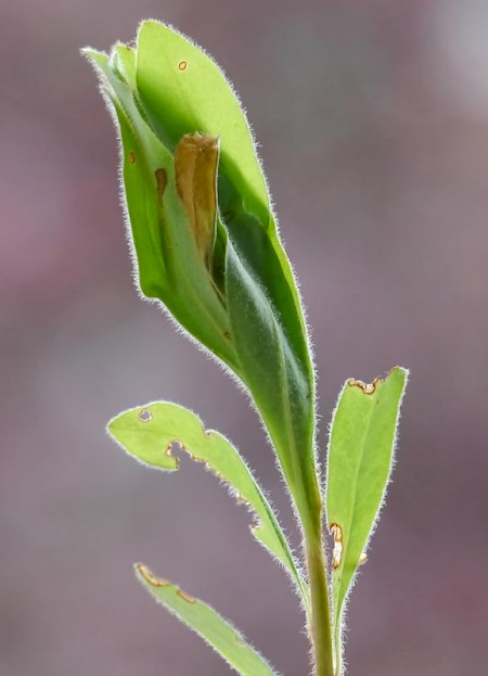 Lobesia occidentis