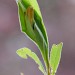 Larval habitation • Lodge Hill, Wyre Forest, Worcs. On euphorbia. • © Oliver Wadsworth