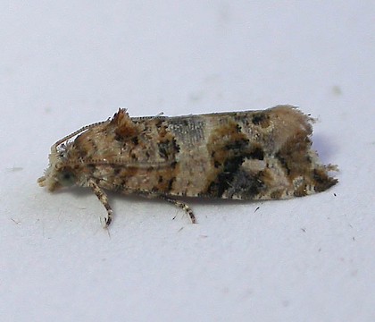 Adult &bull; Algarve, Portugal &bull; &copy; Dave Wilton