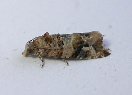 European Vine Moth Lobesia botrana