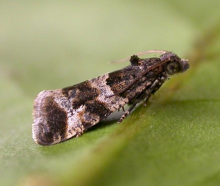 Lobesia abscisana