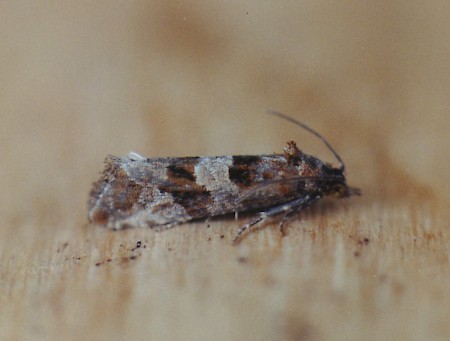 Lobesia littoralis