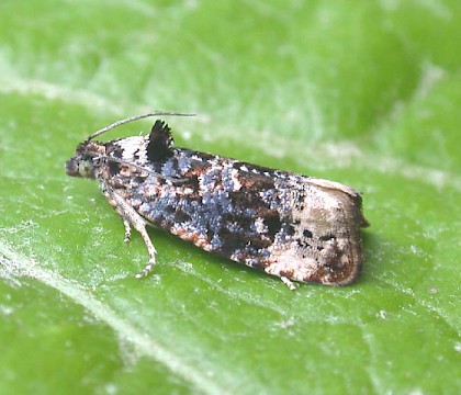 Adult &bull; Denham, East Suffolk &bull; &copy; Nigel Whinney