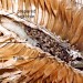 habitation • September, larva in pith of opened seedhead of Dipsacus fullonum • © Ian Smith