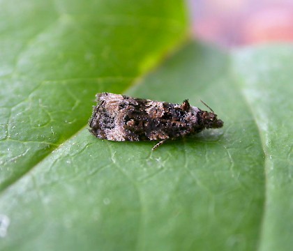 Adult &bull; North Foreland, Kent &bull; &copy; Francis Solly