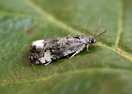 Endothenia marginana