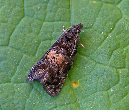 Adult &bull; Great Ellingham, Norfolk &bull; &copy; Chris Knott