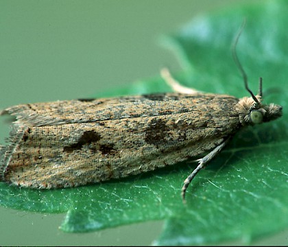 Adult &bull; Littleborough, Lancashire &bull; &copy; Ian Kimber