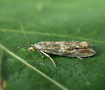 Adult &bull; Rutland Water, Leics. &bull; &copy; Andy Mackay