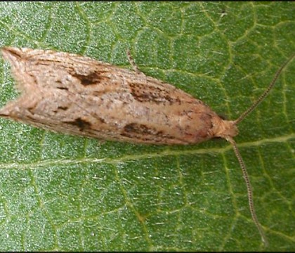 Adult &bull; Ripon, N.Yorks &bull; &copy; Charles Fletcher