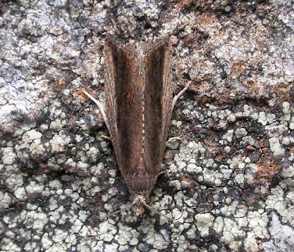 Adult &bull; Camarthenshire &bull; &copy; Jon Baker