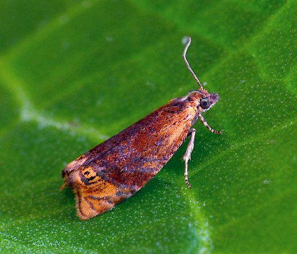 Adult &bull; Monkwood, Worcestershire &bull; &copy; Patrick Clement