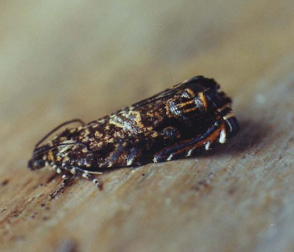 Adult &bull; Littleborough, Lancashire &bull; &copy; Ian Kimber