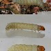 Larva • On bark of Prunus, Rochdale, G. Manchester • © Ben Smart