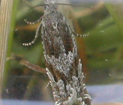 Adult &bull; Carman Muir, West Dunbartonshire &bull; &copy; Neil Gregory