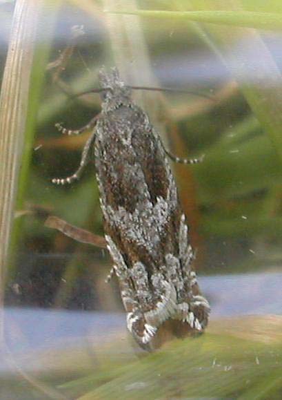 Ancylis unguicella